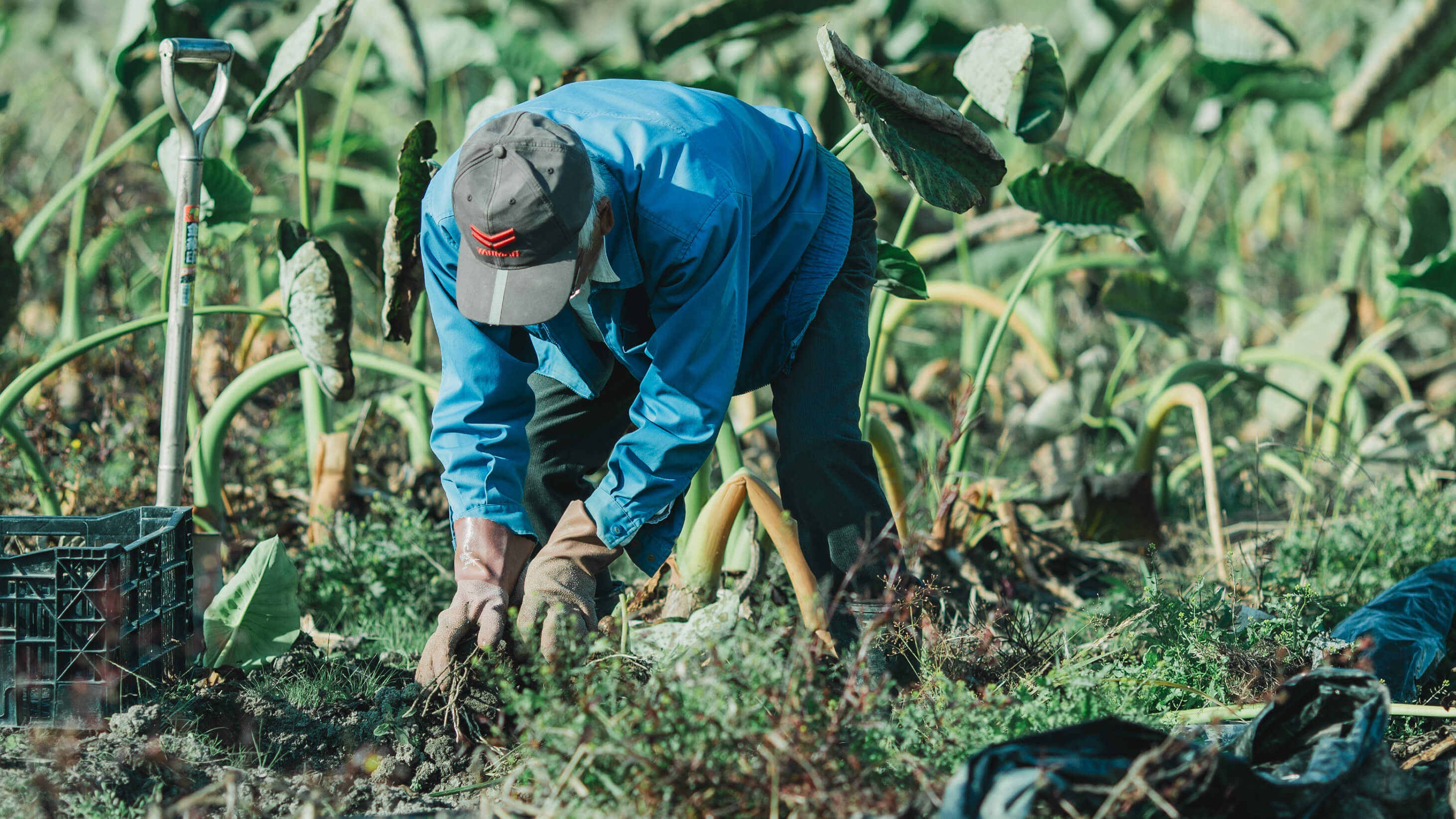 畑で手を動かす人の手元