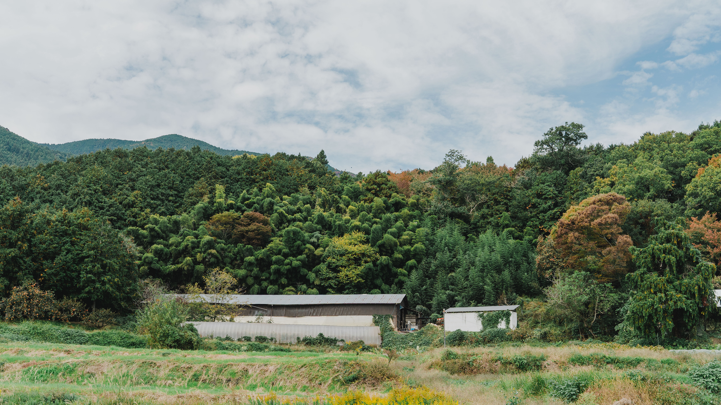 畑で手を動かす人の手元