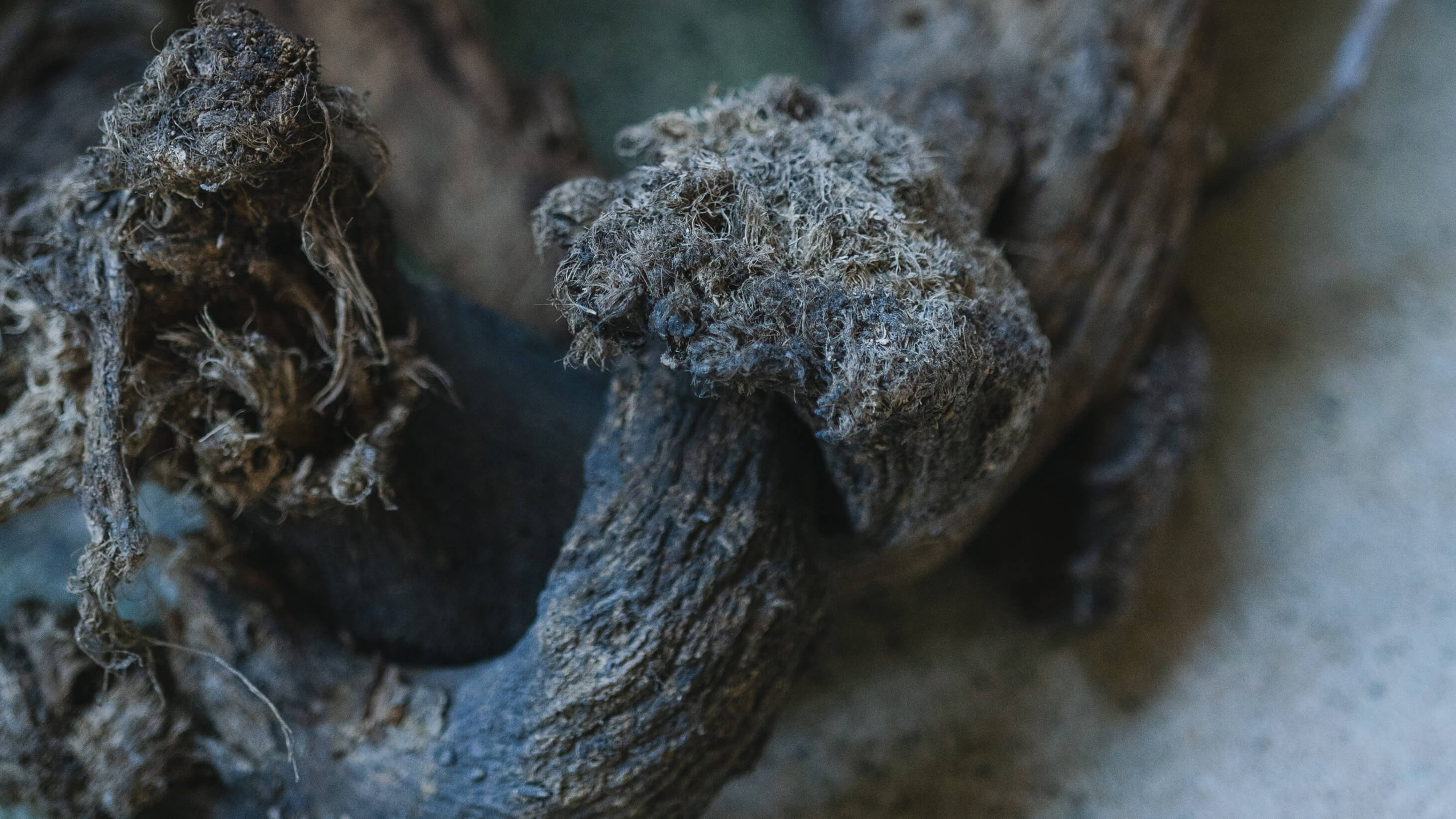 畑で手を動かす人の手元